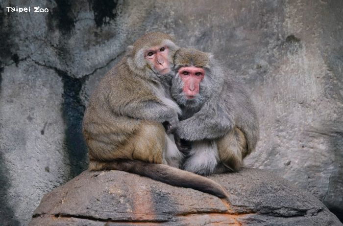 寒流來了也不怕！臺北動物園暖心禦寒大作戰，動物們各自迎接最舒服的冬天
